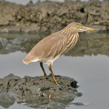 Indian Pond Heron
