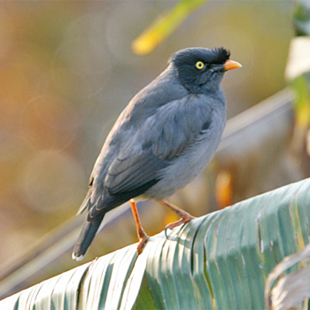 Jungle Myna