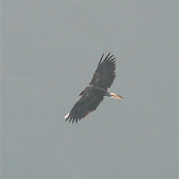 Bearded Vulture