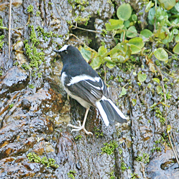 Little Forktail