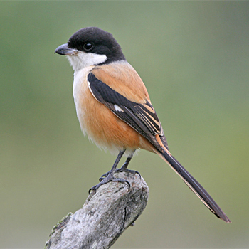 Long-tailed Shrike (<em>longicaudatus)</em>