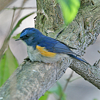 Red-flanked Bluetail