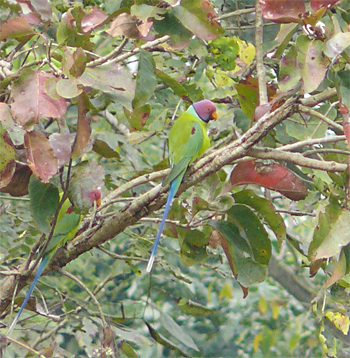 Plum-headed Parakeet