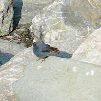 Plumbeous Redstart