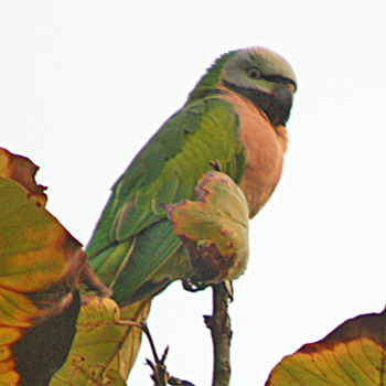 Red-breasted Parakeet