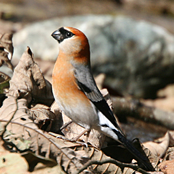 Red-headed Bullfinch