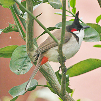 Red-whiskered Bulbul