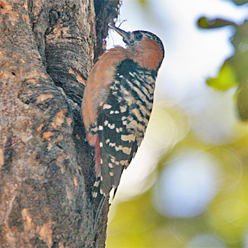 Rufous-bellied Woodpecker