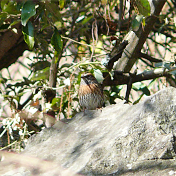 Rufous-breasted Accentor