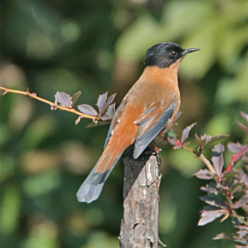 Rufous Sibia