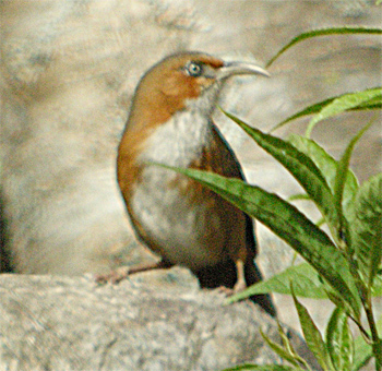Rusty-cheeked Scimitar-babbler