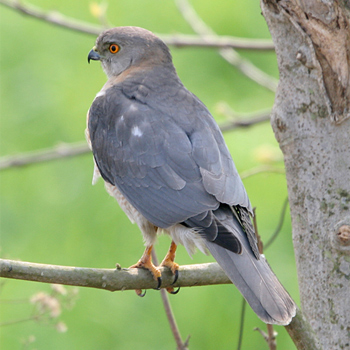 Shikra