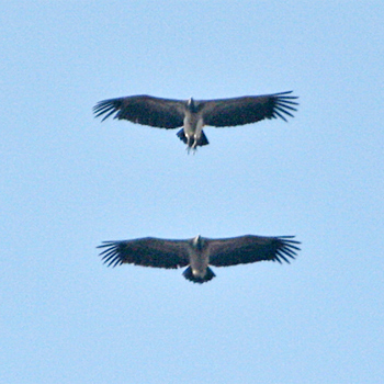 Slender-billed Vultures