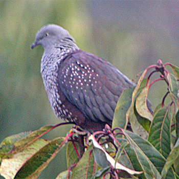 Speckled Wood-pigeon