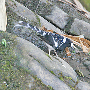 Spotted Forktail