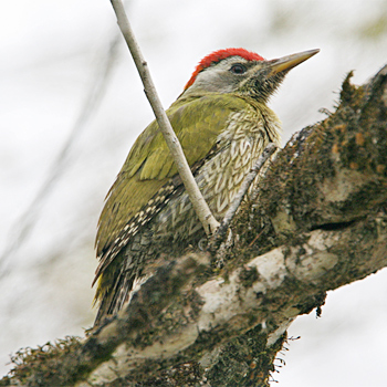 Streak-throated Woodpecker