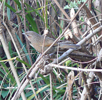 Streaked Laughingthrush