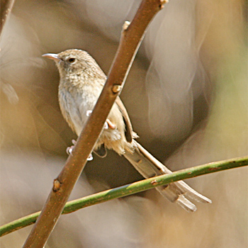 Striated Prinia