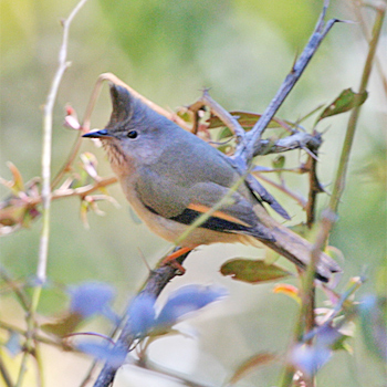 Stripe-throated Yuhina