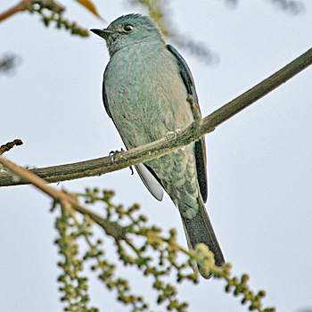 Verditer Flycatcher