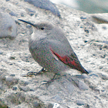 Wallcreeper