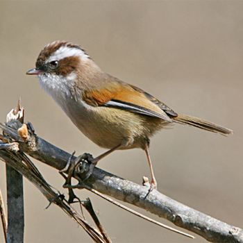 White-browed Fulvetta