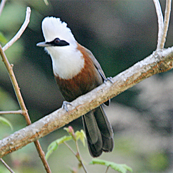 White-crested Laughingthrush