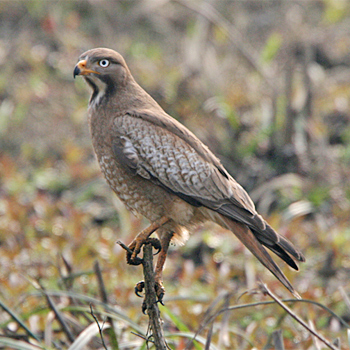 White-eyed Buzzard