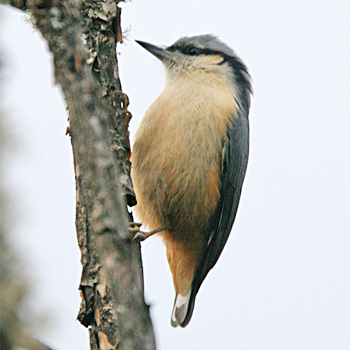 White-tailed Nuthatch