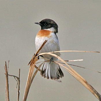 White-tailed Stonechat