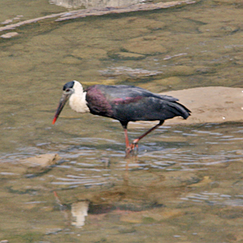 Woolly-necked Stork