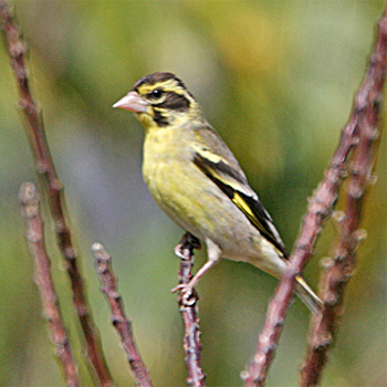Yellow-breasted Greenfinch