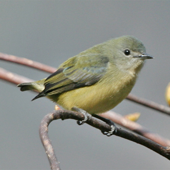 Fire-breasted Flowerpecker