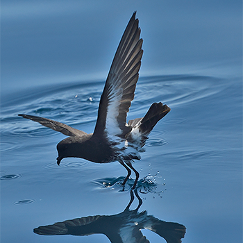 New Zealand Storm Petrel 