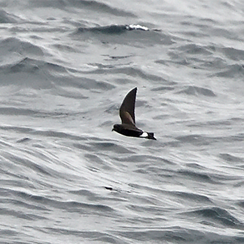 Wilson's Storm Petrel 