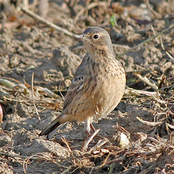 American Pipit
