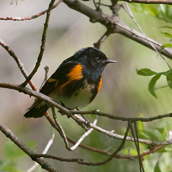 American Redstart