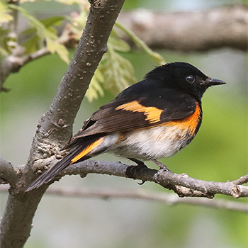American Redstart