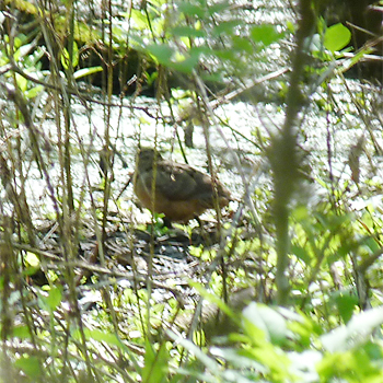 American Woodcock
