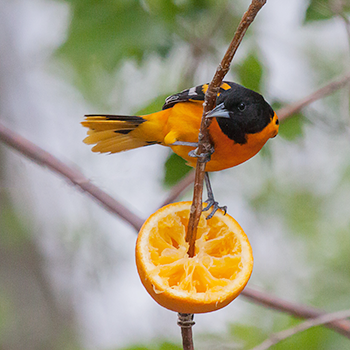 Baltimore Oriole
