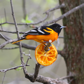 Baltimore Oriole