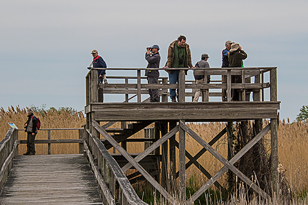 Birdfinders' group on the tower at Maumee