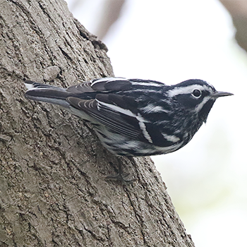 Black-and-white Warbler
