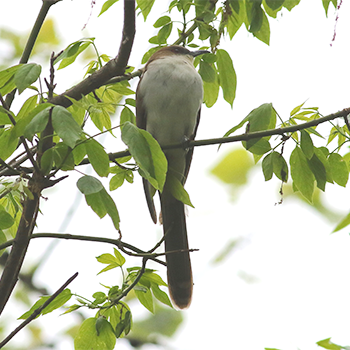 Black-billed Cuckoo