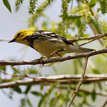 Black-throated Green Warbler