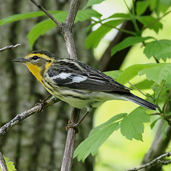 Blackburnian Warbler (female)