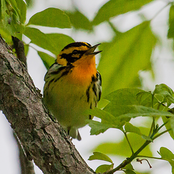 Blackburnian Warbler