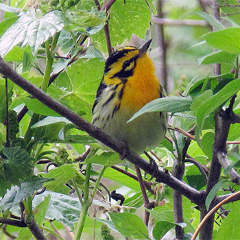 Blackburnian Warbler