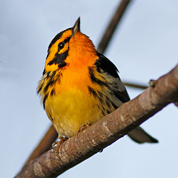Blackburnian Warbler