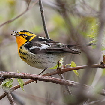 Blackburnian Warbler